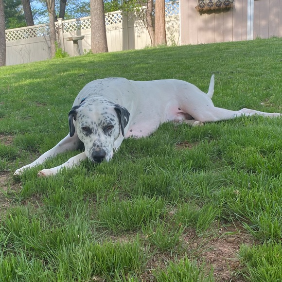 Meet your Posher, Abby - Picture 1 of 1